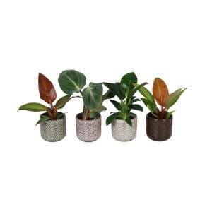 Philodendron MIX