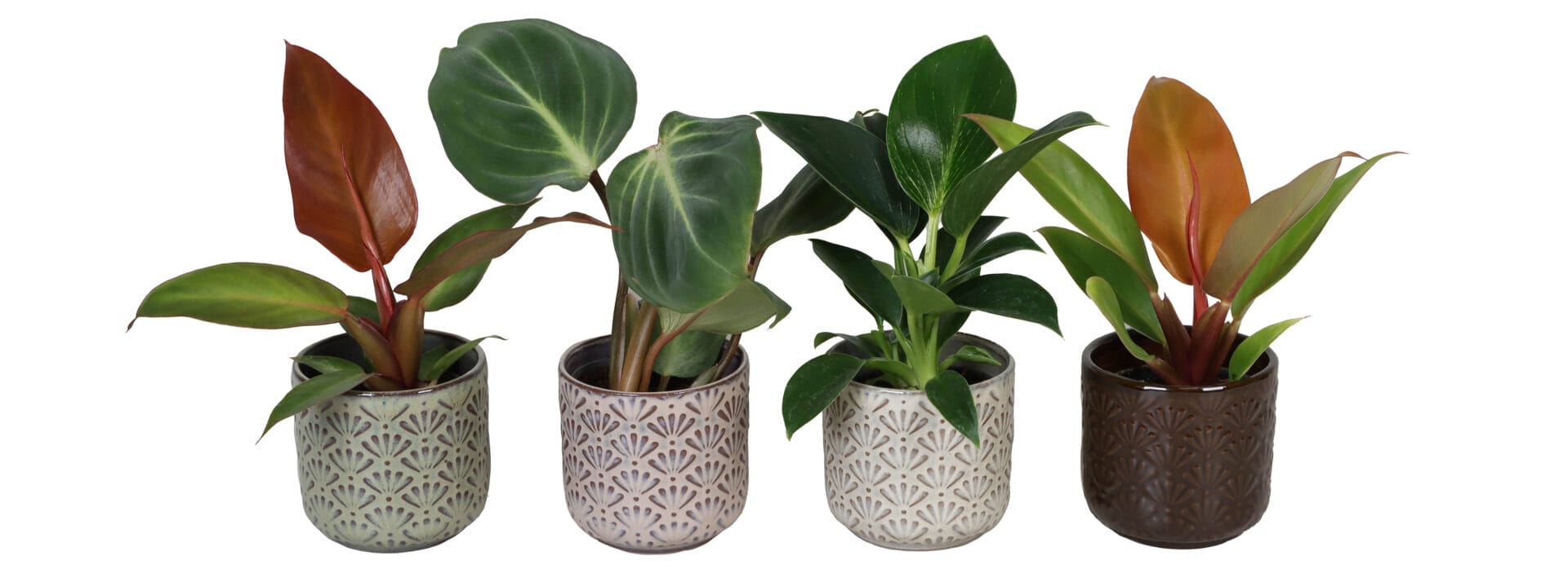 Philodendron MIX