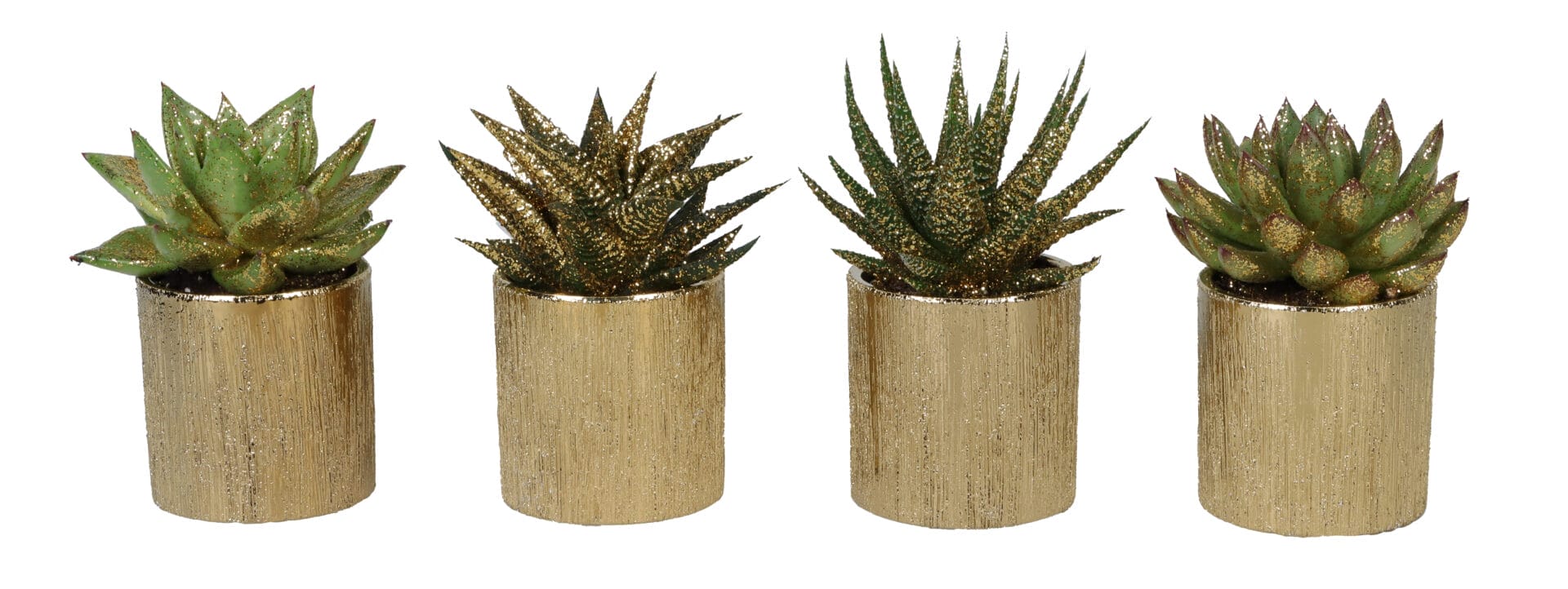 Succulent MIX + Glitter