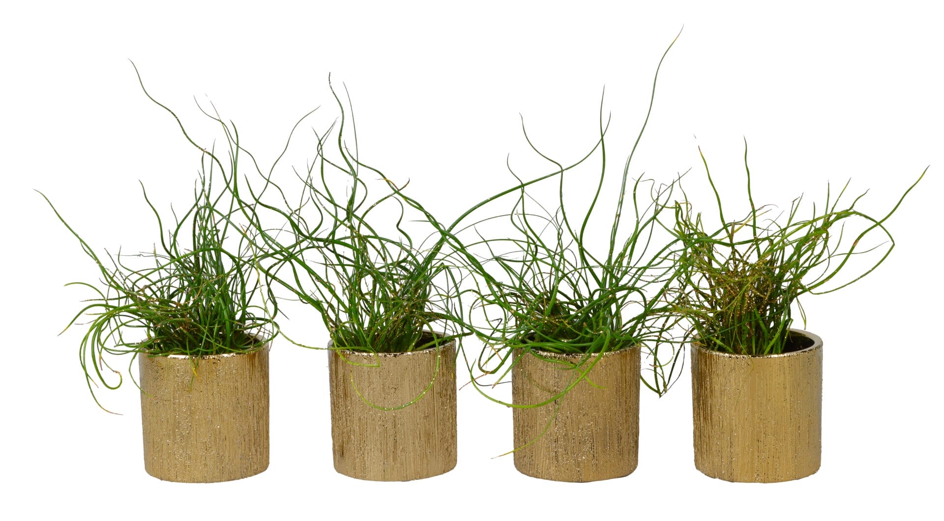 Juncus Spiralis+Glitter