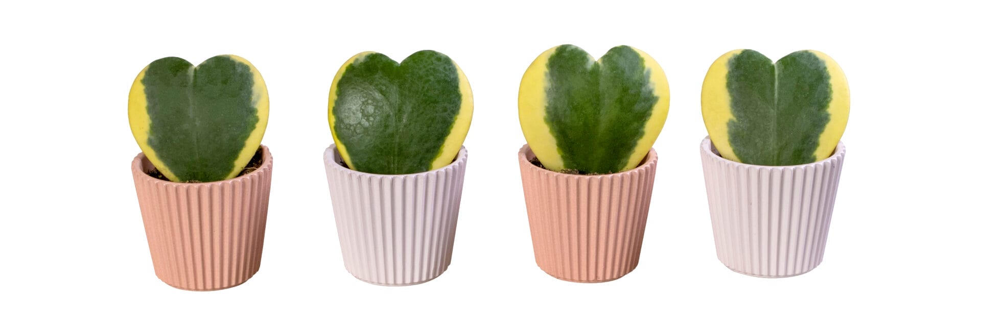 Hoya Kerrii Variegata