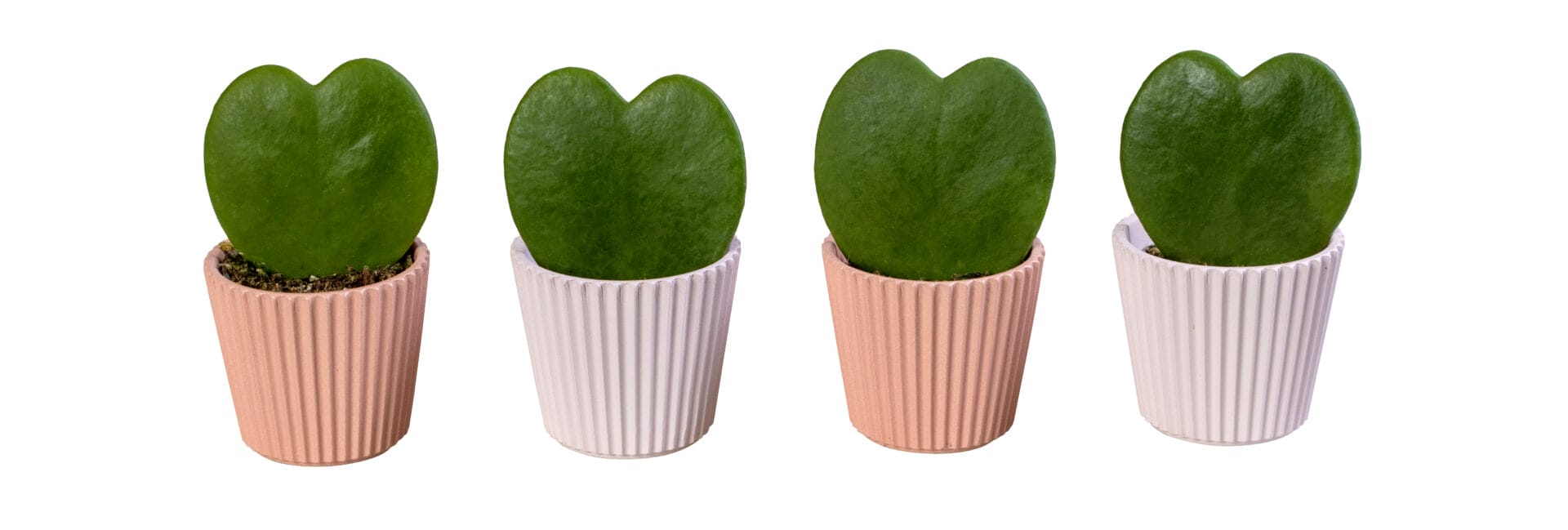 Hoya Kerrii