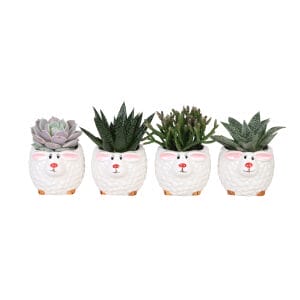 Succulent MIX