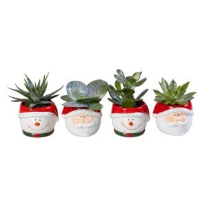 Succulent MIX + Glitter