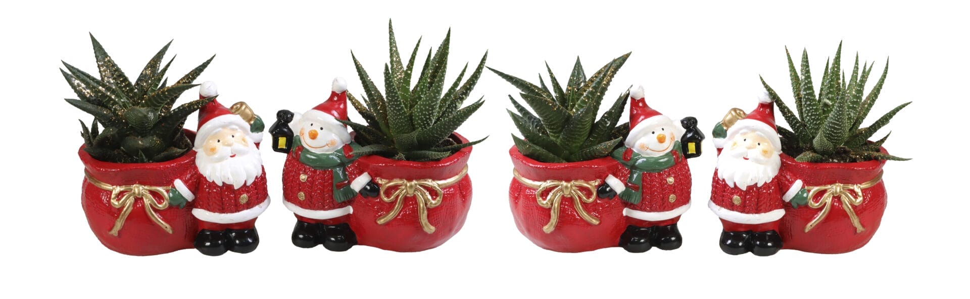 Haworthia MIX + Glitter