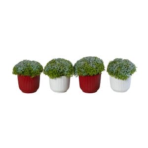 Selaginella Apoda+Glitter