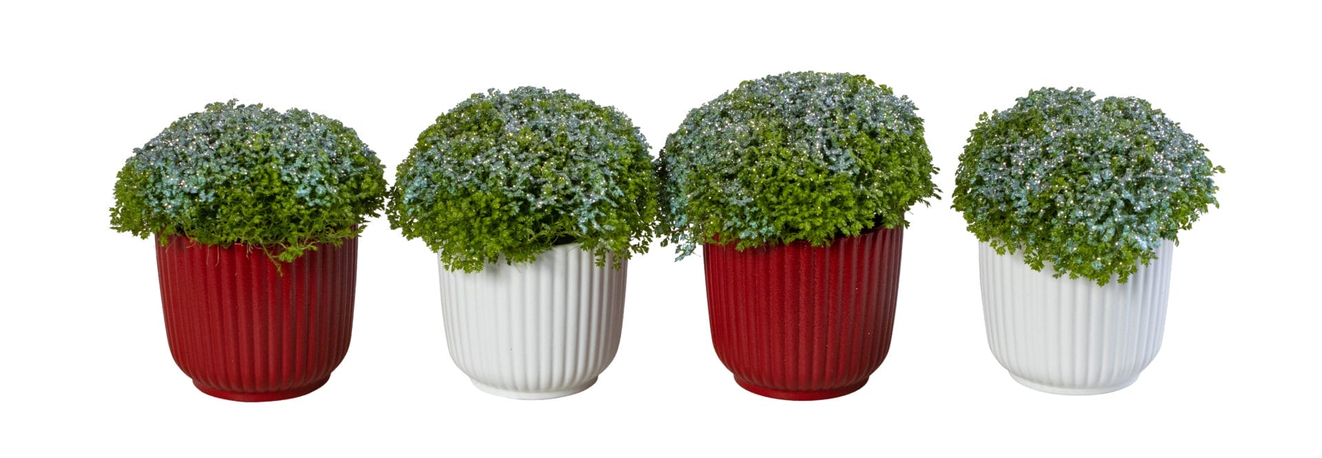 Selaginella Apoda+Glitter