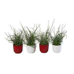 Juncus Spiralis+Glitter