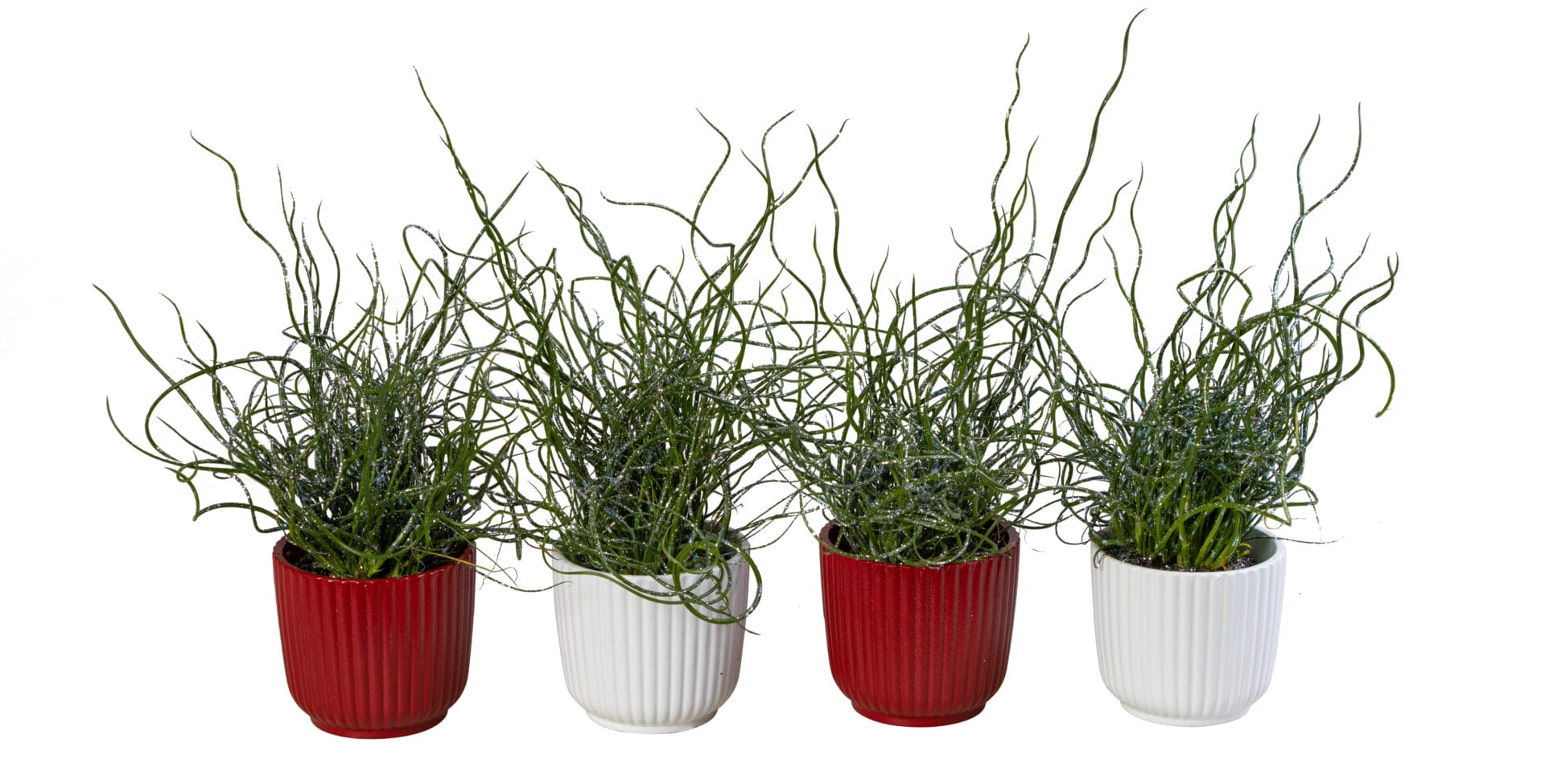 Juncus Spiralis+Glitter