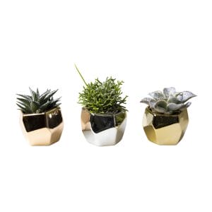 Succulent MIX + Glitter