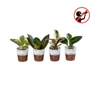 ceramic plant pots lundager plants