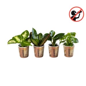 ceramic plant pots lundager plants