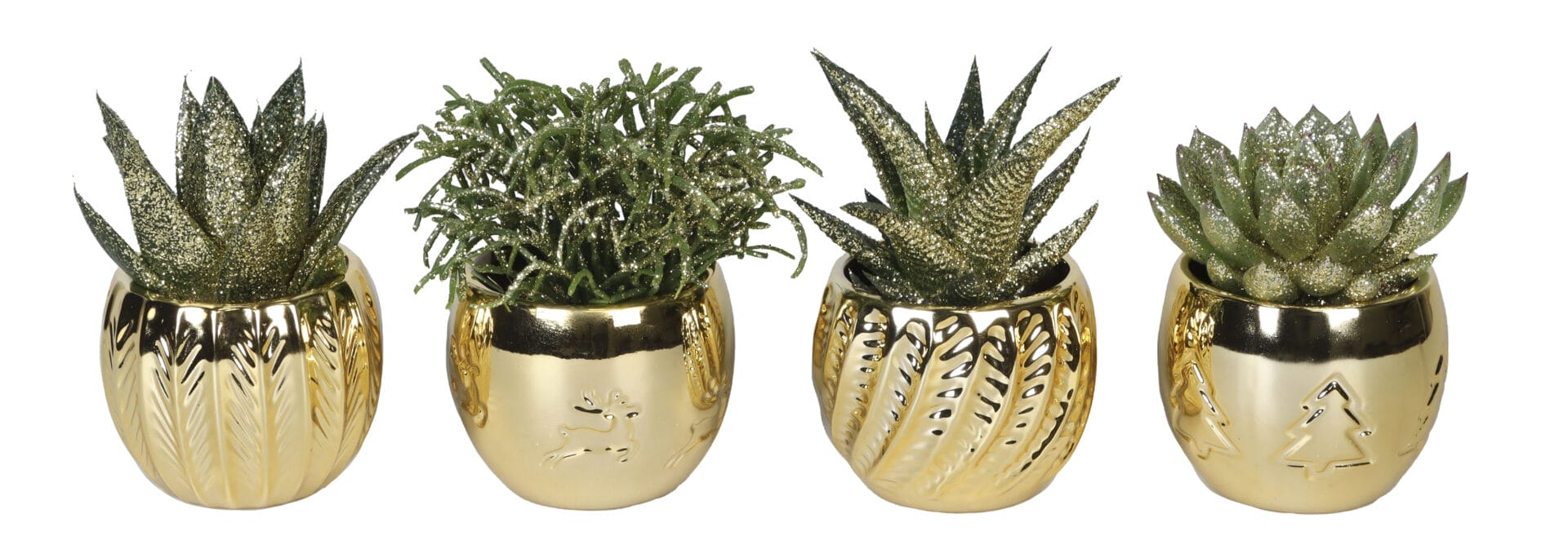 Succulent MIX + Glitter