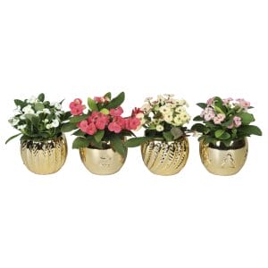 Euphorbia Milii MIX