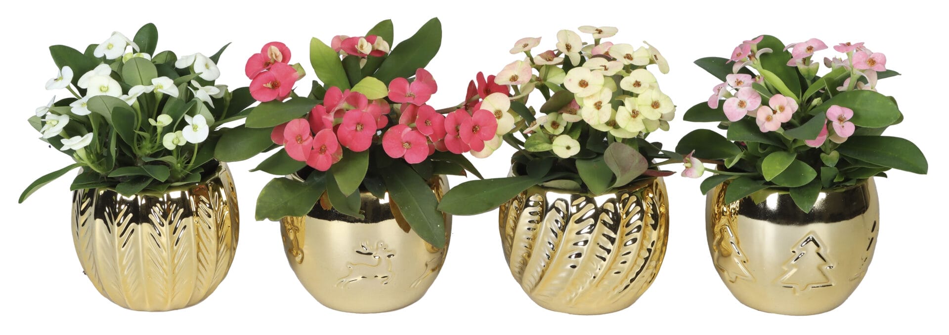 Euphorbia Milii MIX