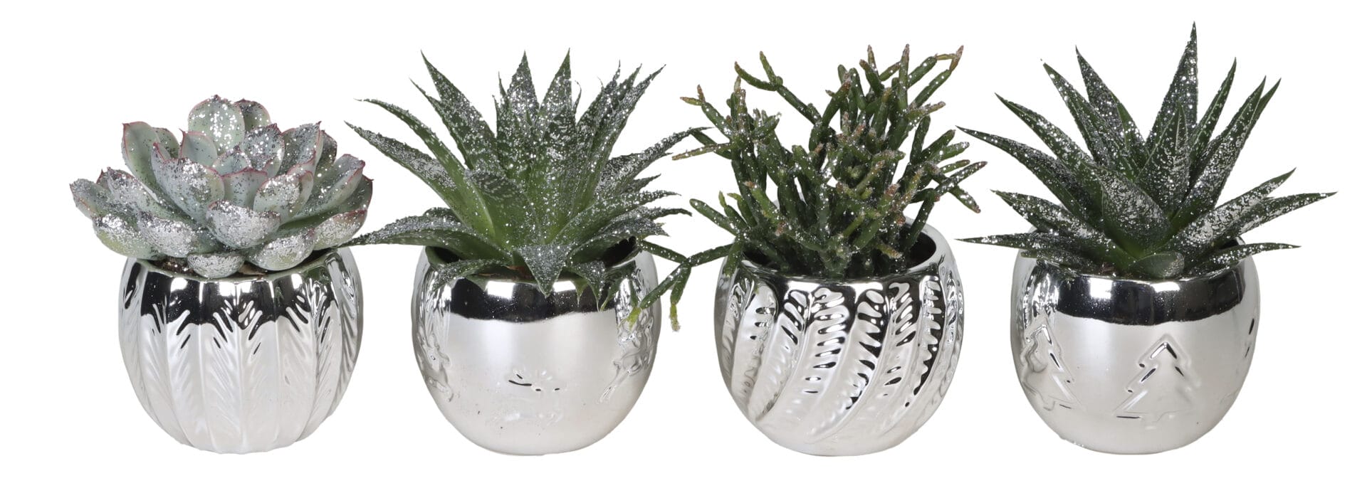 Succulent MIX + Glitter