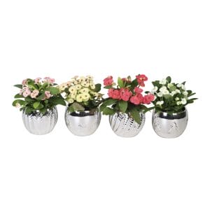 Euphorbia Milii MIX