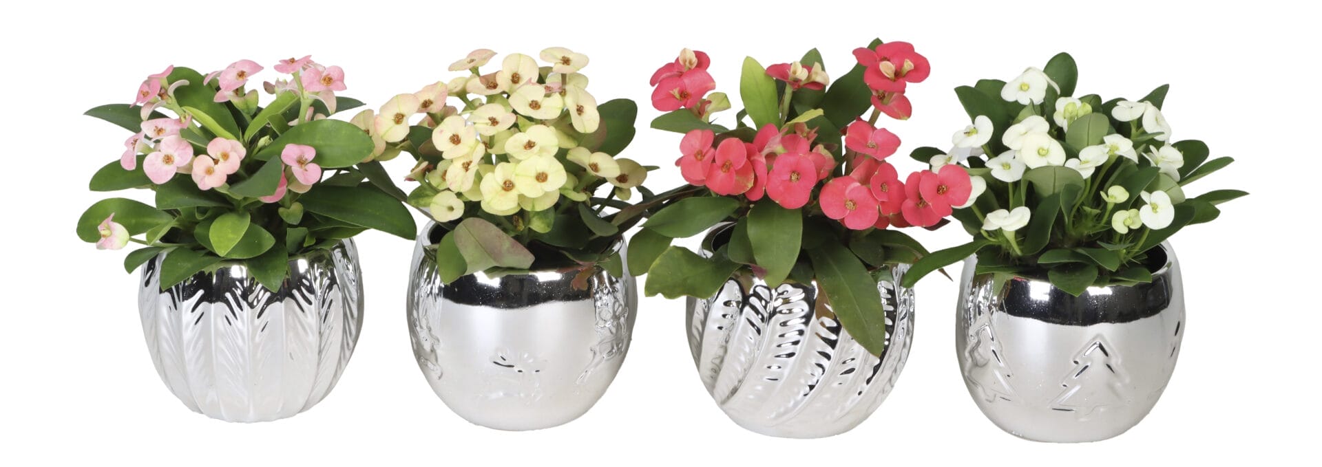 Euphorbia Milii MIX