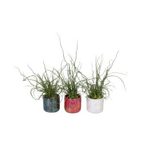 Juncus Spiralis+Glitter