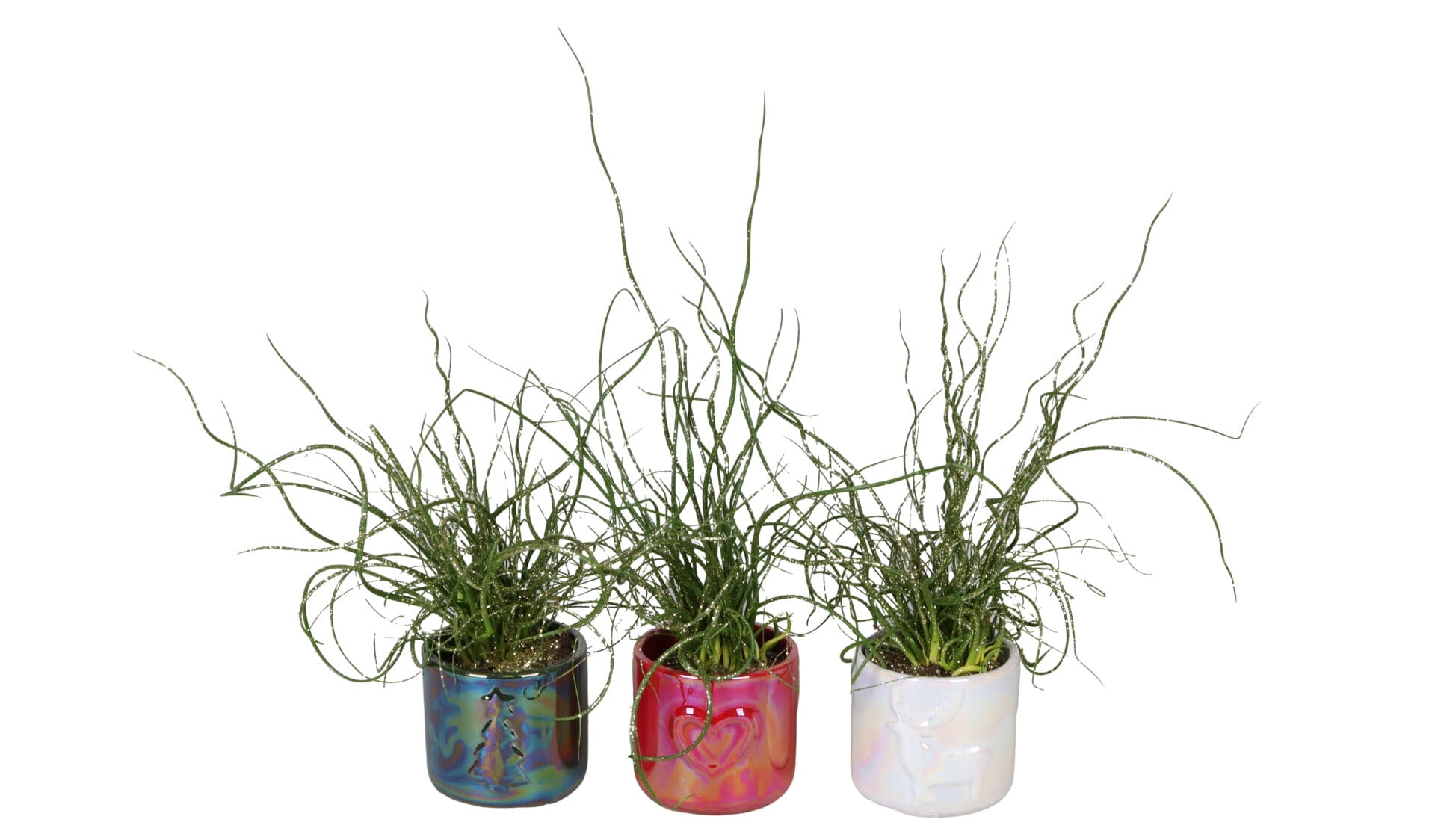 Juncus Spiralis+Glitter