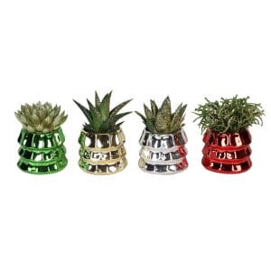 Succulent MIX + Glitter