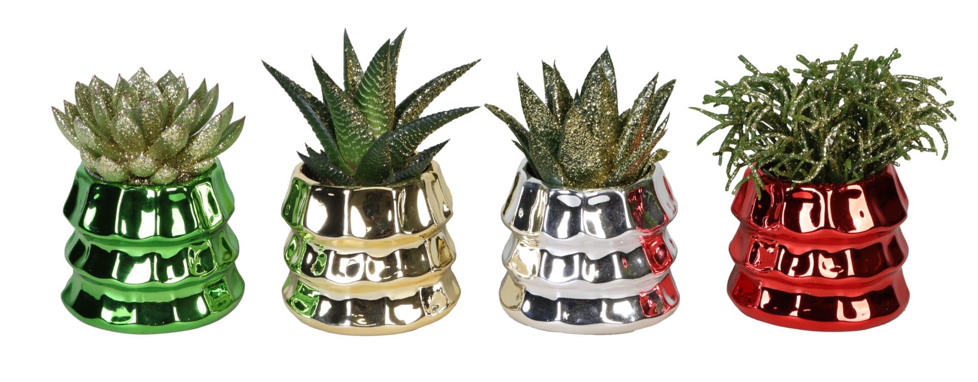 Succulent MIX + Glitter