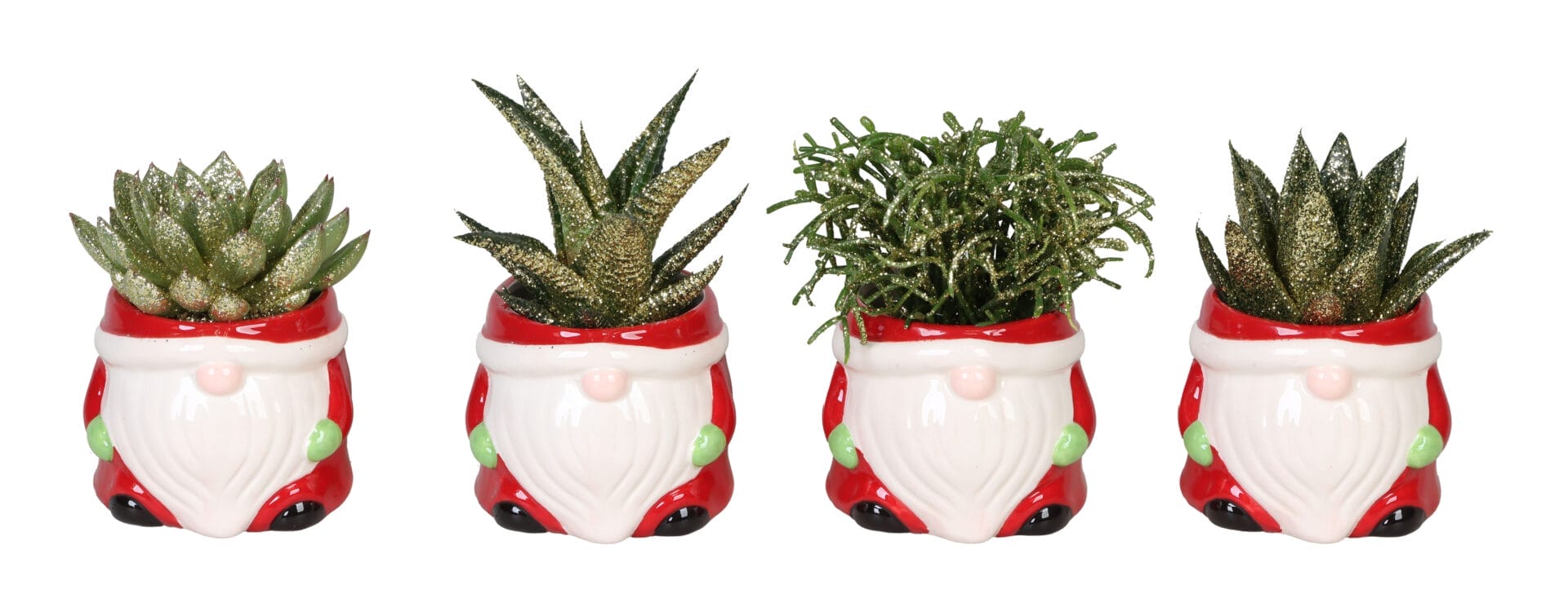 Succulent MIX + Glitter