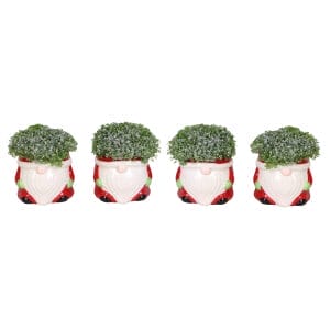 Selaginella Apoda+Glitter