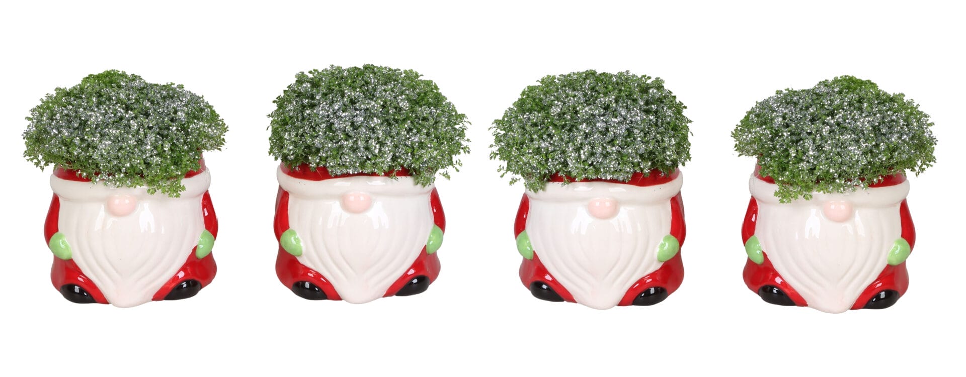 Selaginella Apoda+Glitter