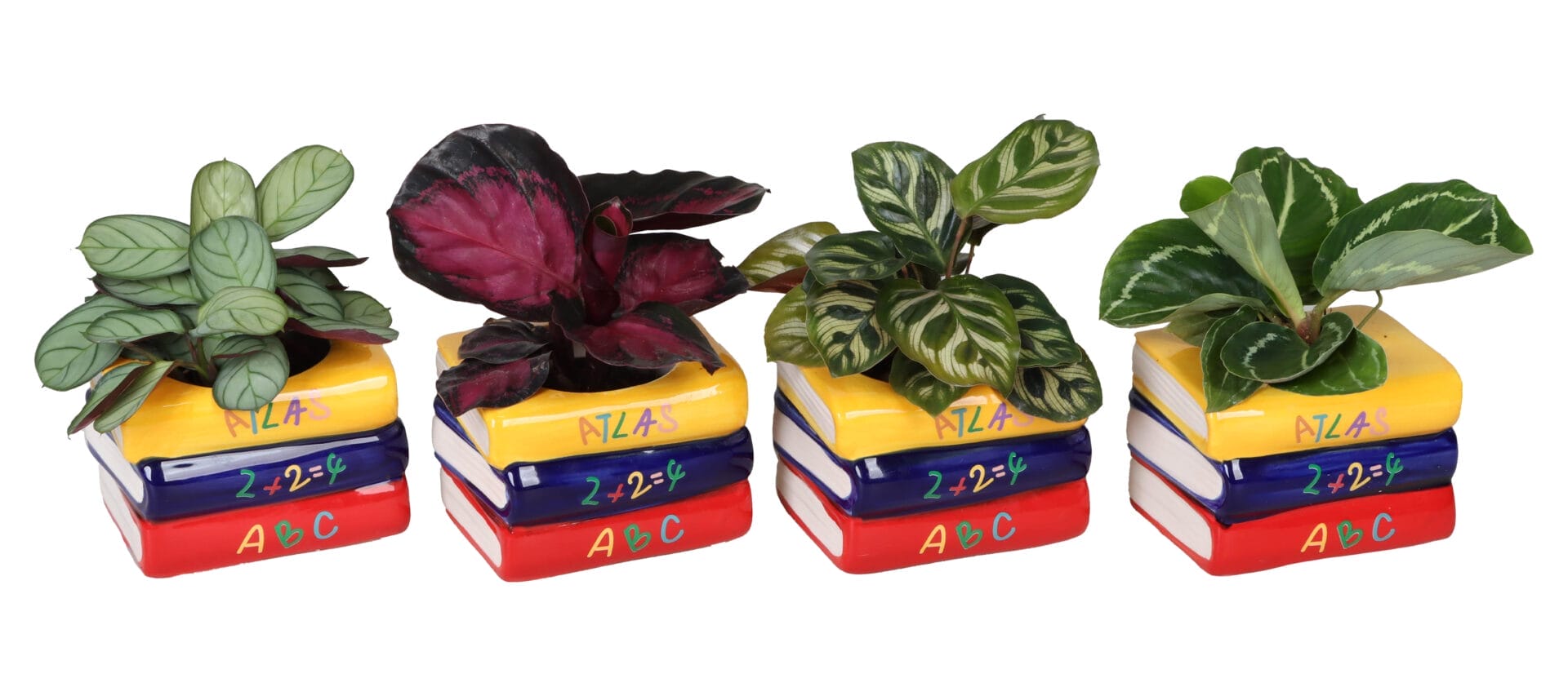 Calathea MIX