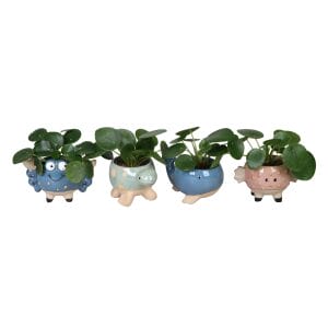 Pilea Peperomioides