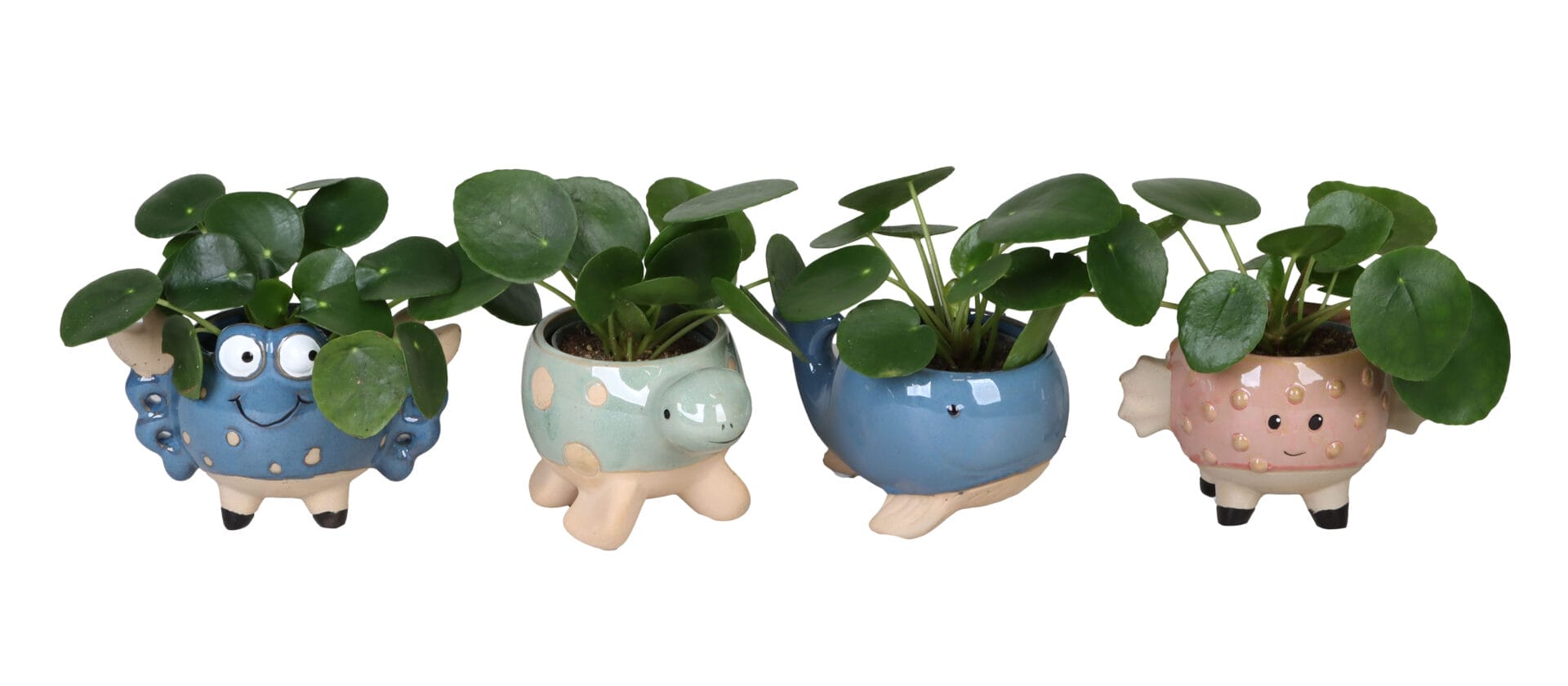 Pilea Peperomioides