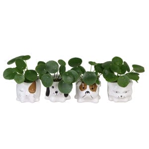 Pilea Peperomioides