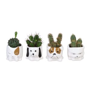 Cactaceae MIX