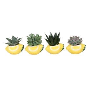 Succulent MIX