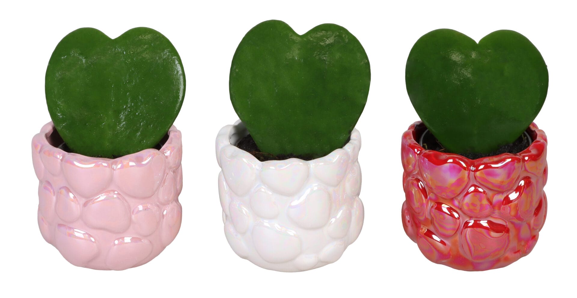 ceramic plant pots lundager plants