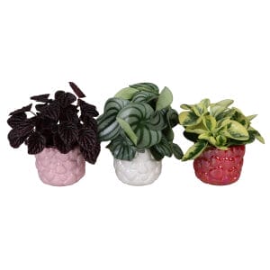 Peperomia MIX