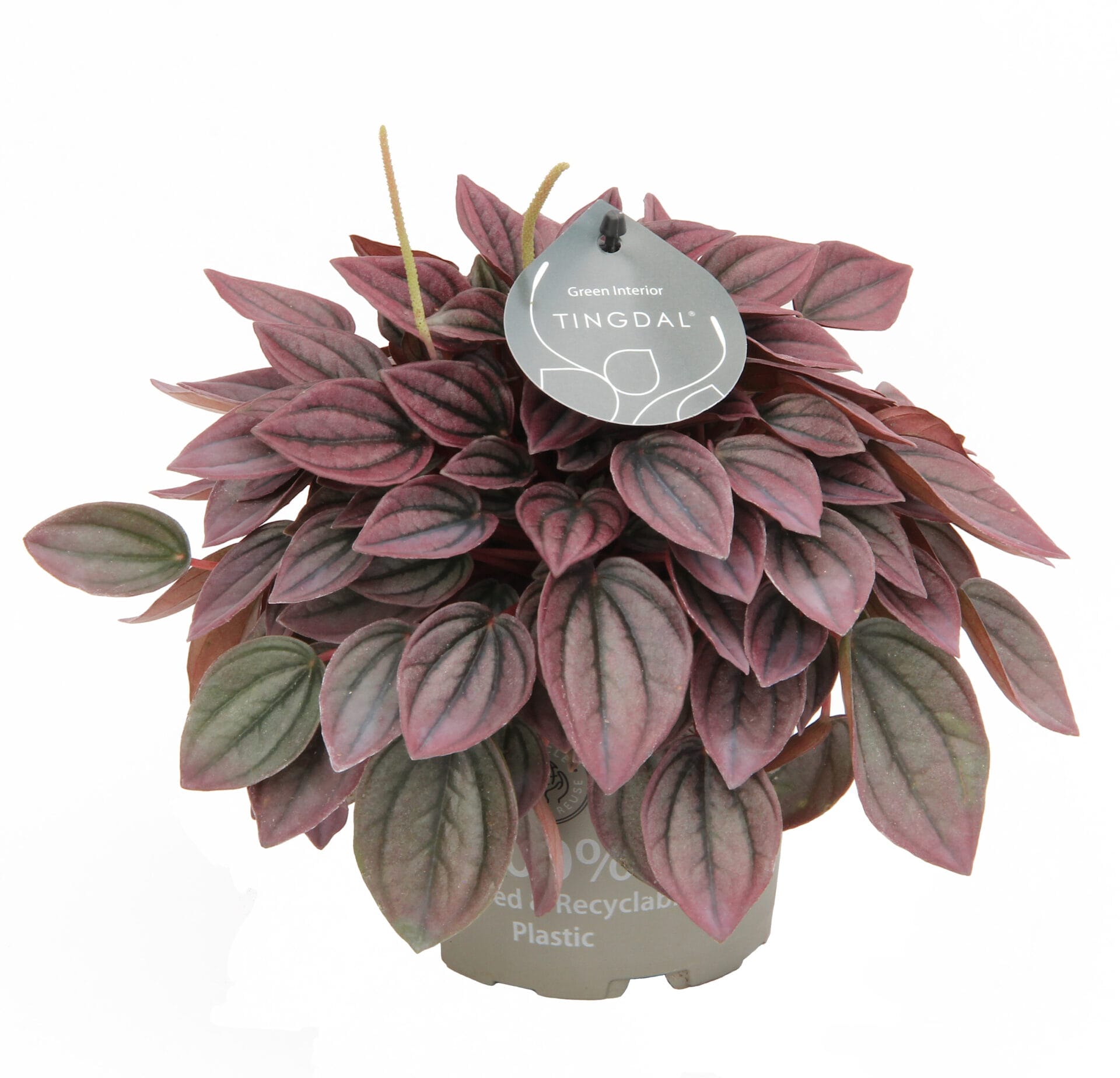 peperomia caperata cayenne
