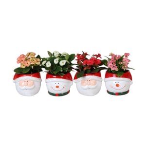 Euphorbia Milii MIX
