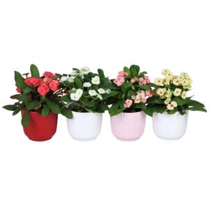 Euphorbia Milii MIX