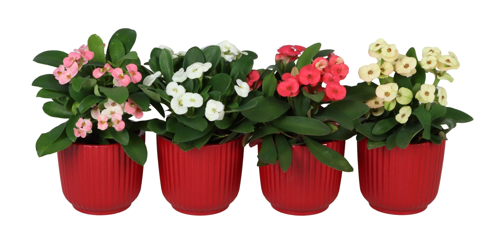 Euphorbia Milii MIX