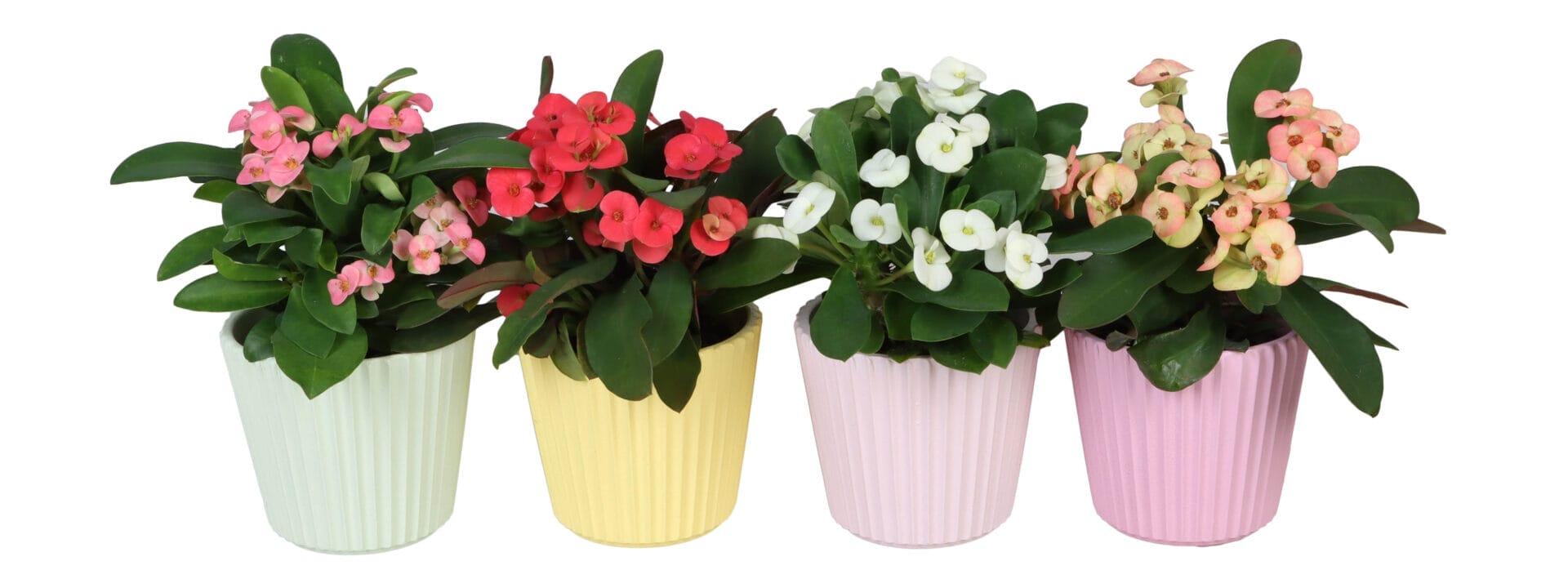 Euphorbia Milii