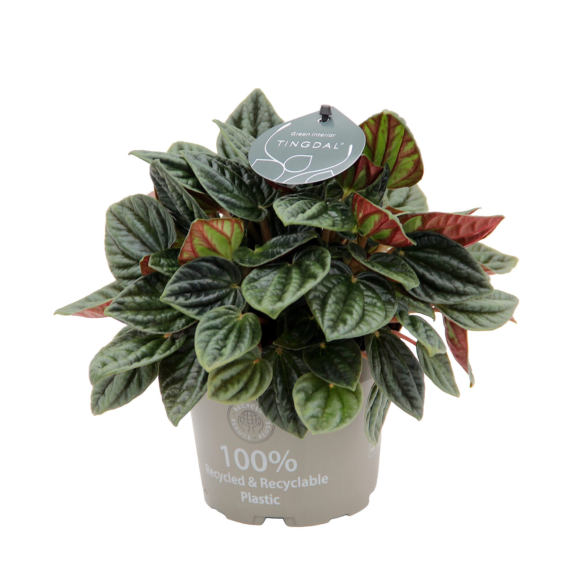 Peperomia Caperata Amazonas