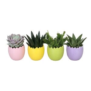 Succulent