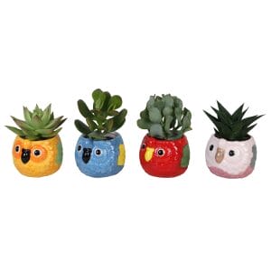 Succulent MIX