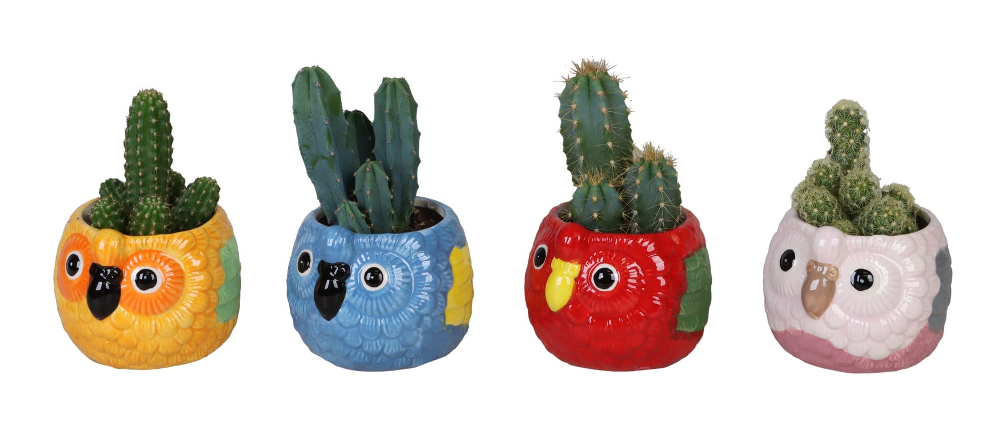 Cactaceae MIX