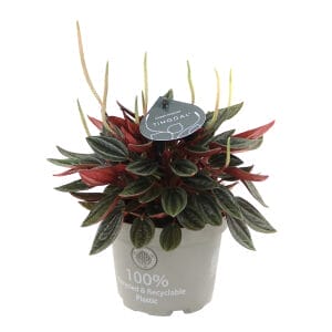 peperomia caperata rosso