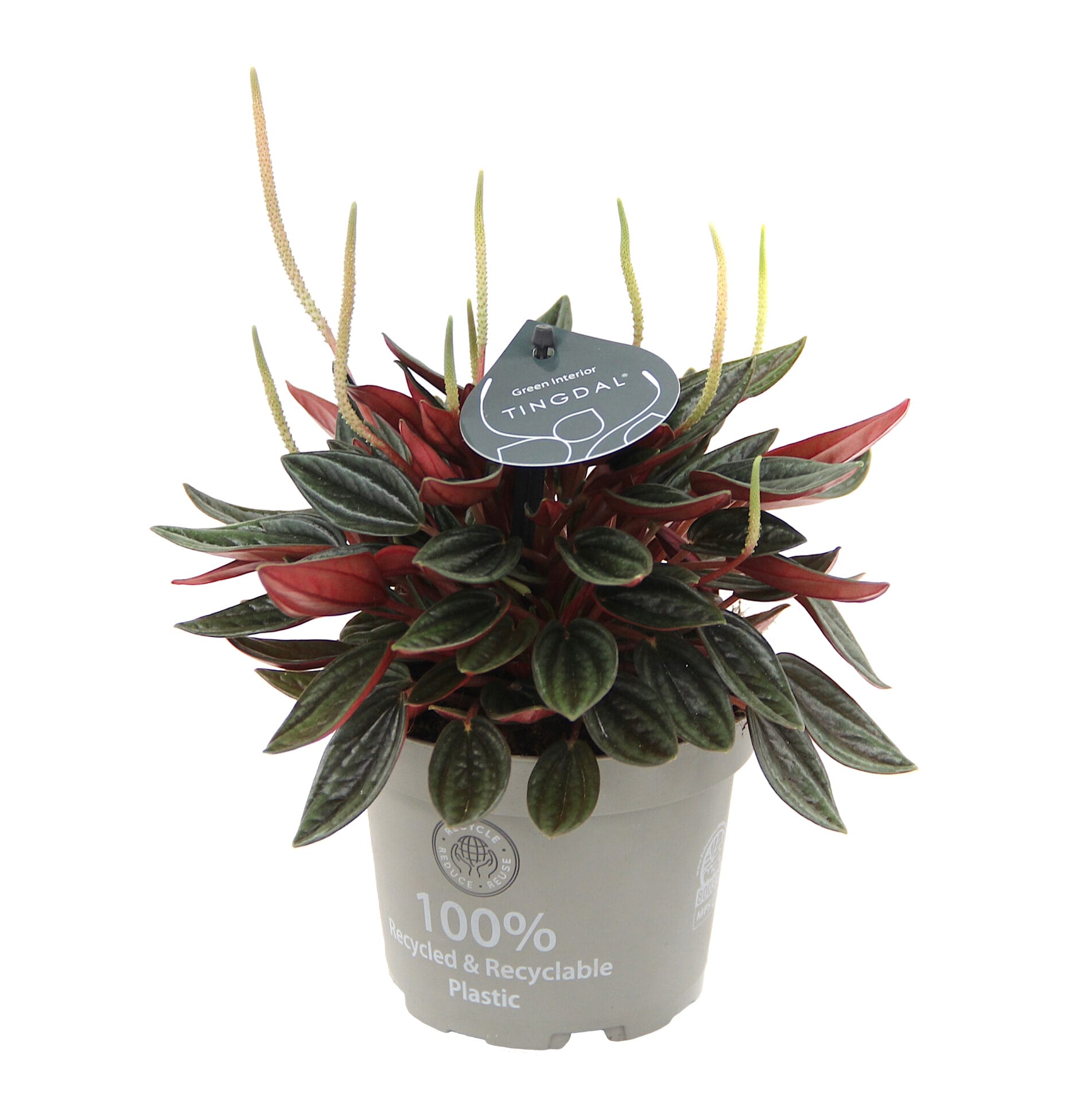 peperomia caperata rosso