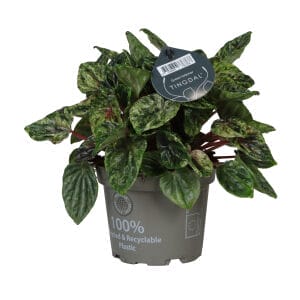 Peperomia Caperata Buenos Aires