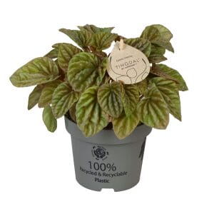 peperomia caperata quito lime